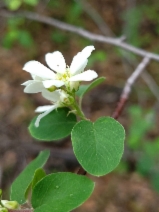 Amelanchier utahensis ssp. utahensis