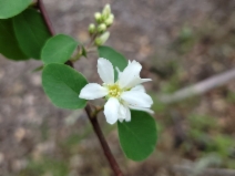 Amelanchier utahensis ssp. utahensis