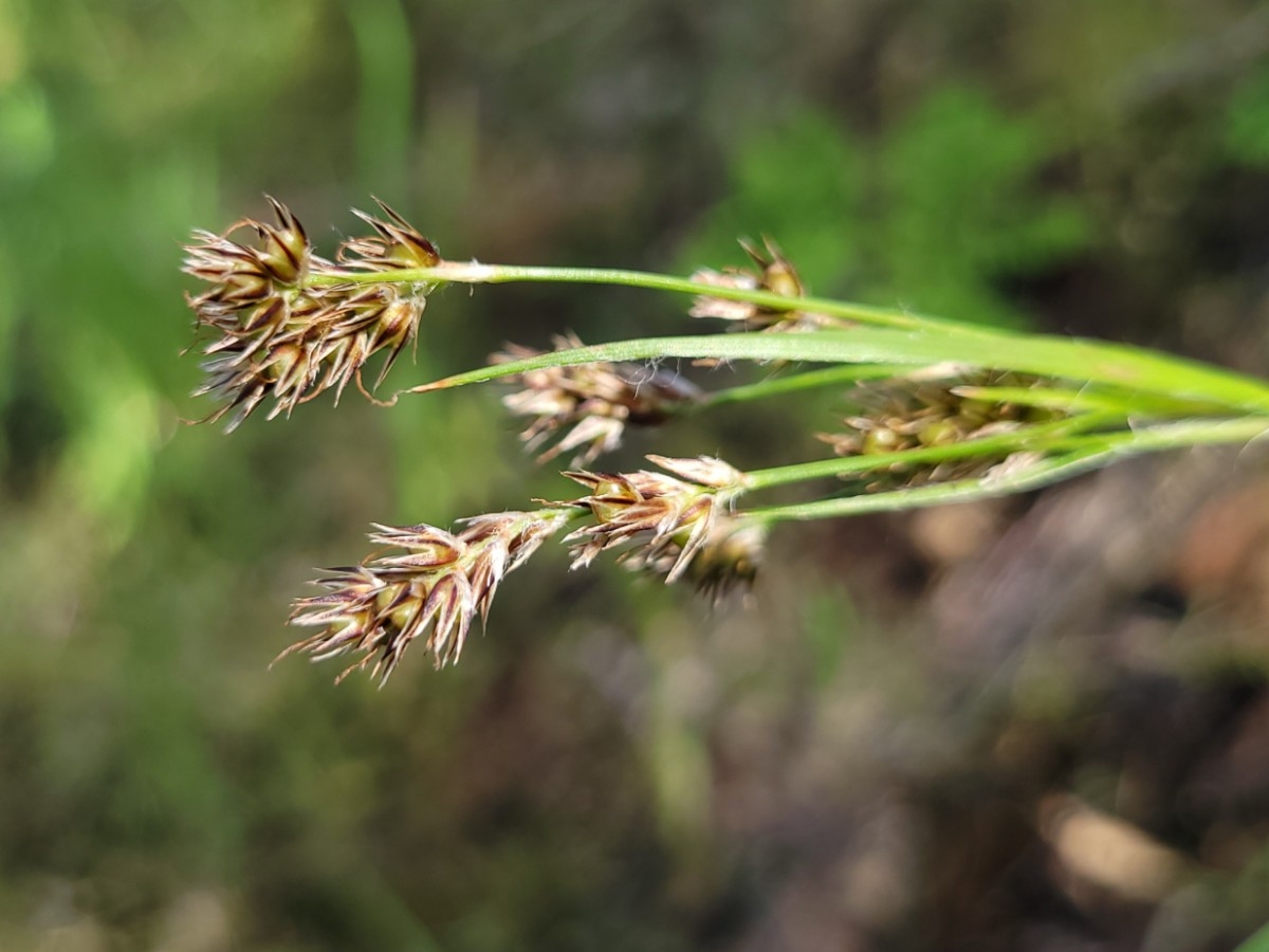 Luzula macrantha