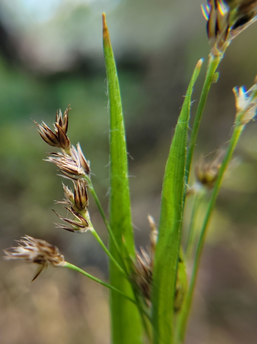 Luzula macrantha