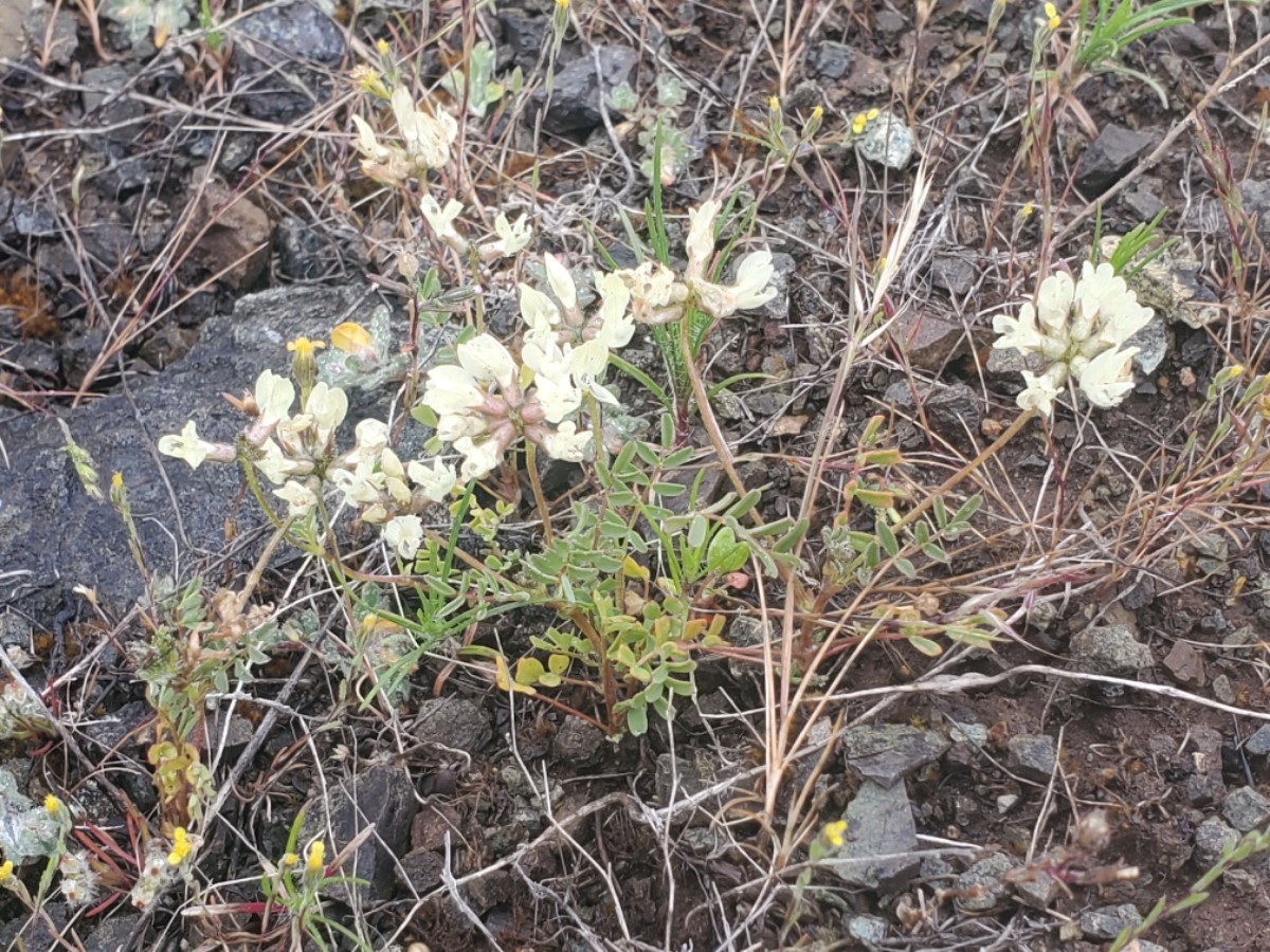 Astragalus breweri