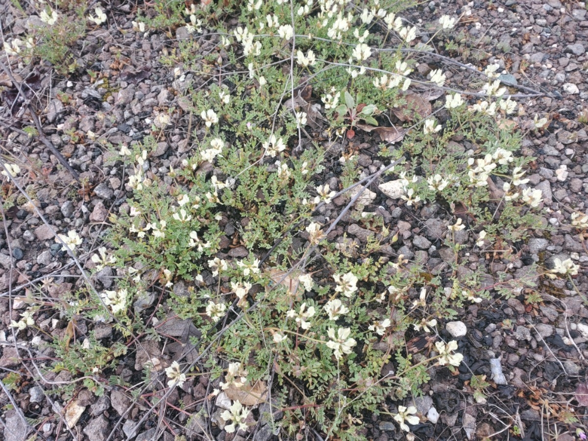 Astragalus breweri