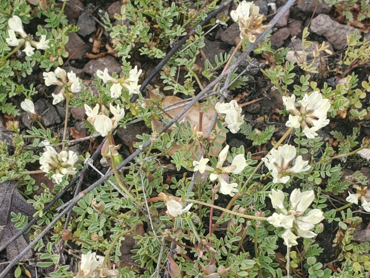 Astragalus breweri