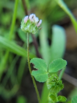 Trifolium microdon