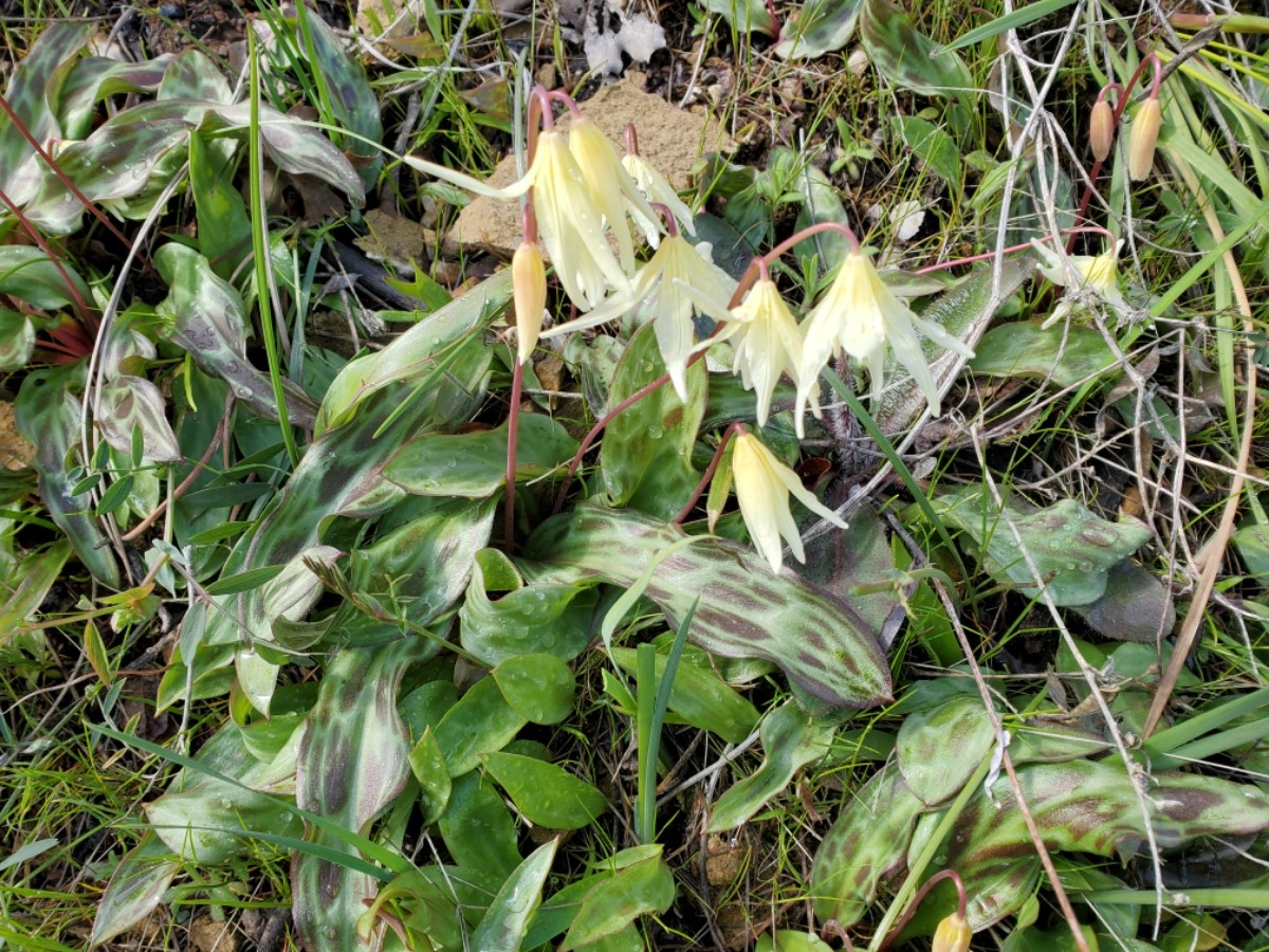 Erythronium californicum