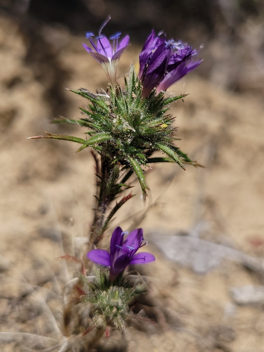 Navarretia viscidula