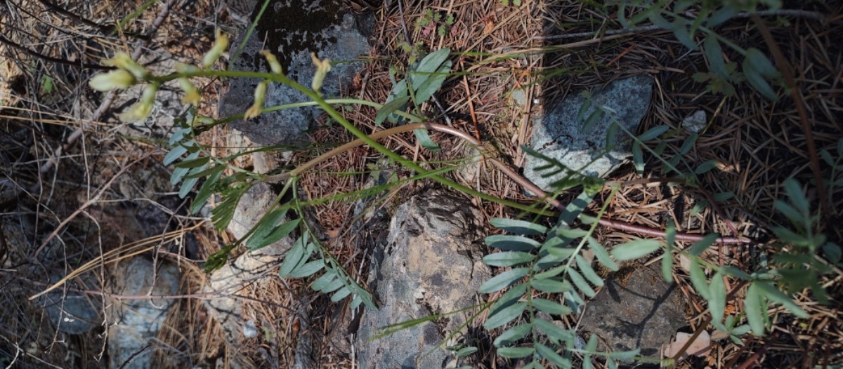 Astragalus webberi