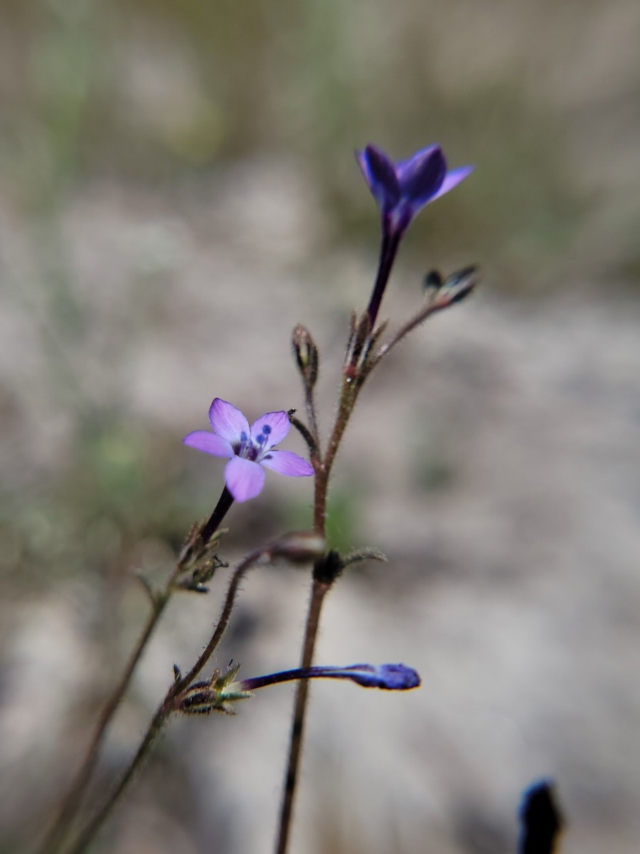 Gilia tenuiflora ssp. tenuiflora