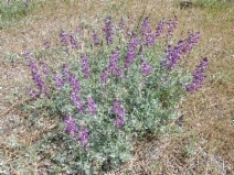 Lupinus albifrons var. abramsii