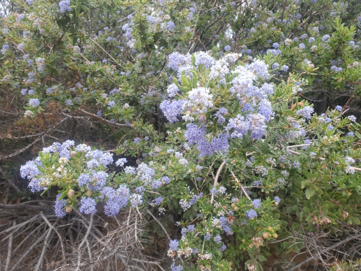 Ceanothus papillosus