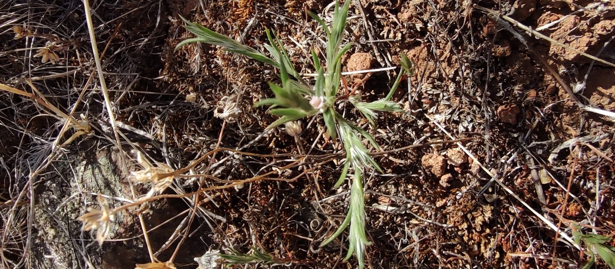 Polygonum californicum