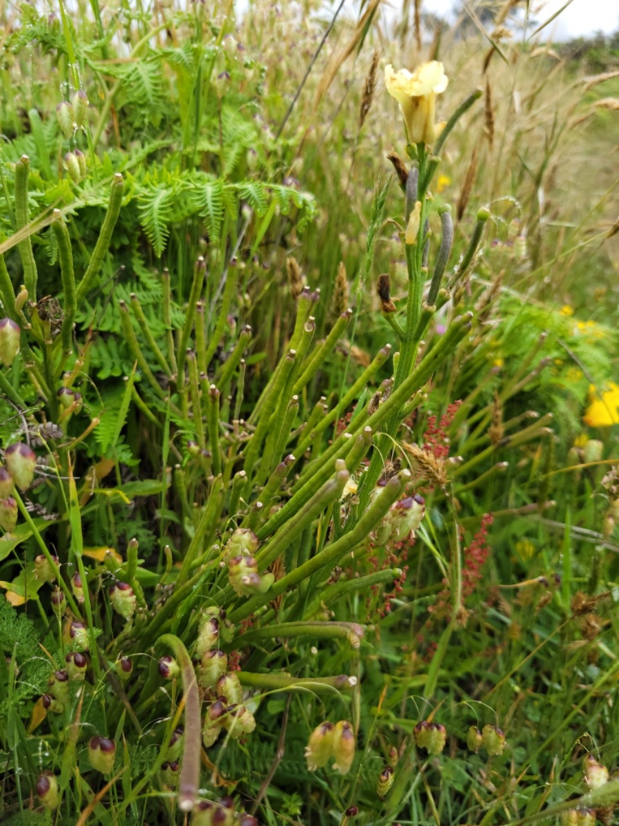 Erysimum concinnum