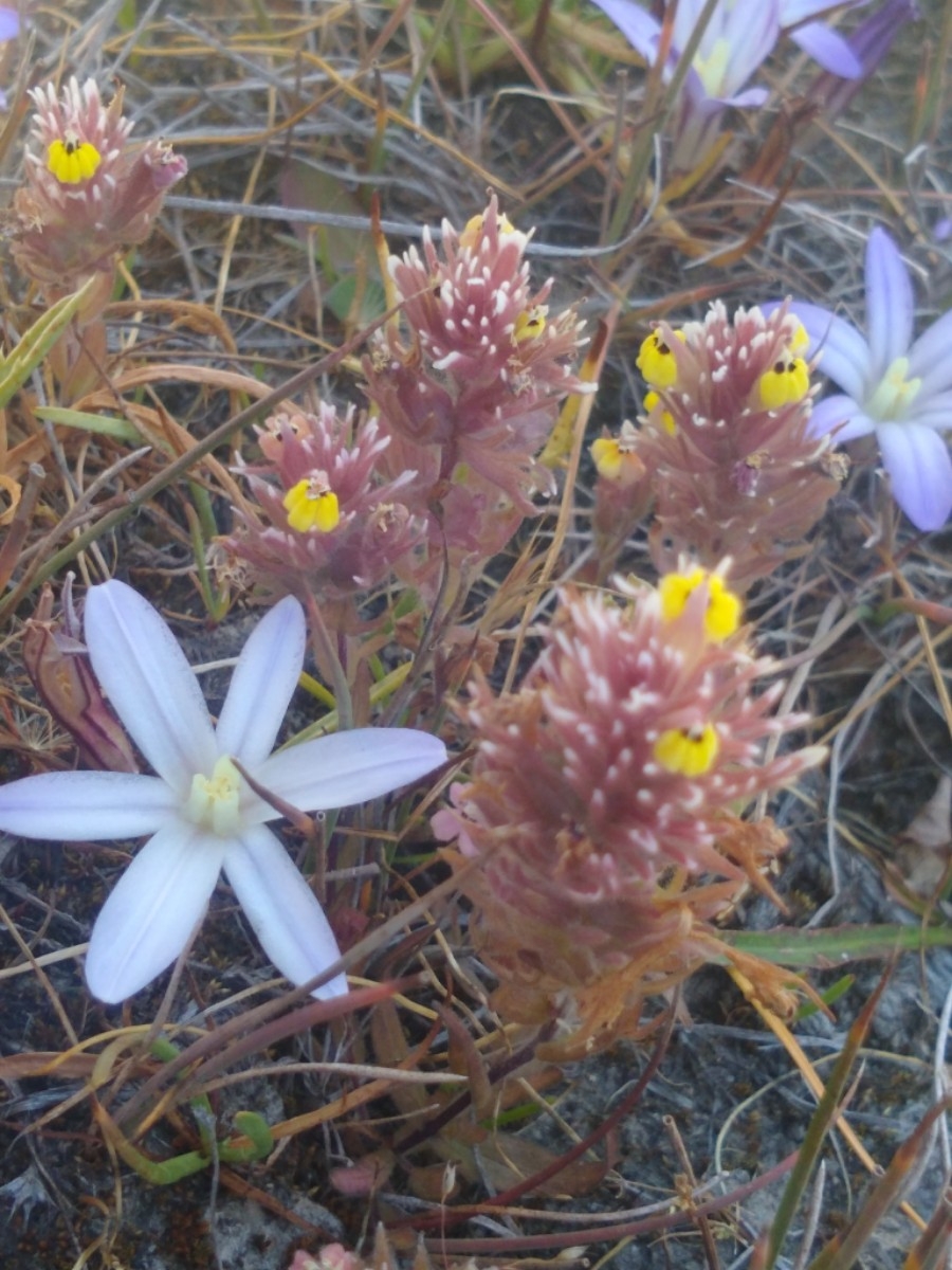 Castilleja ambigua ssp. insalutata