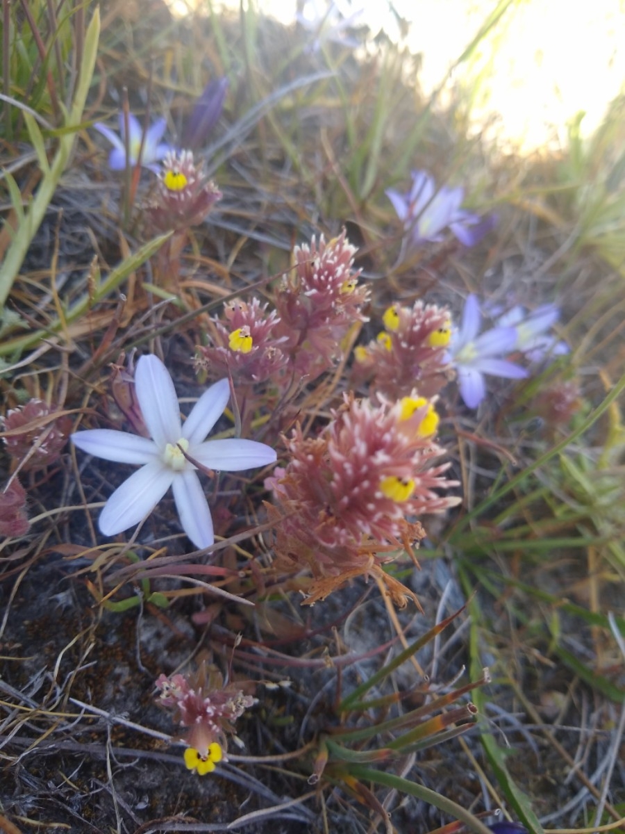 Castilleja ambigua ssp. insalutata