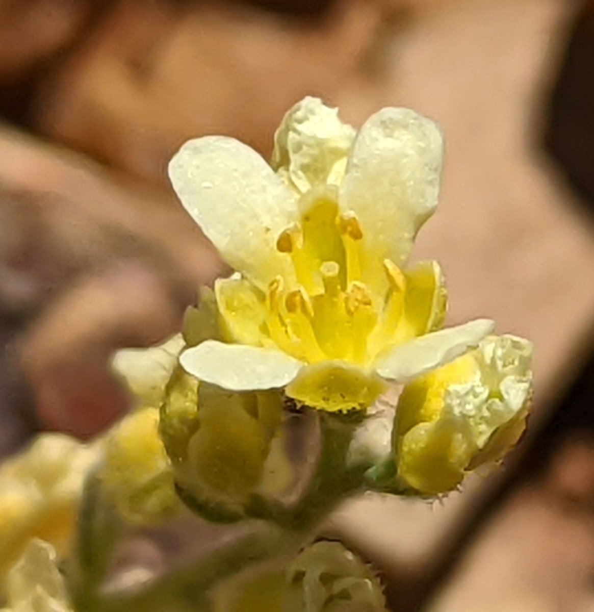 Cusickiella quadricostata