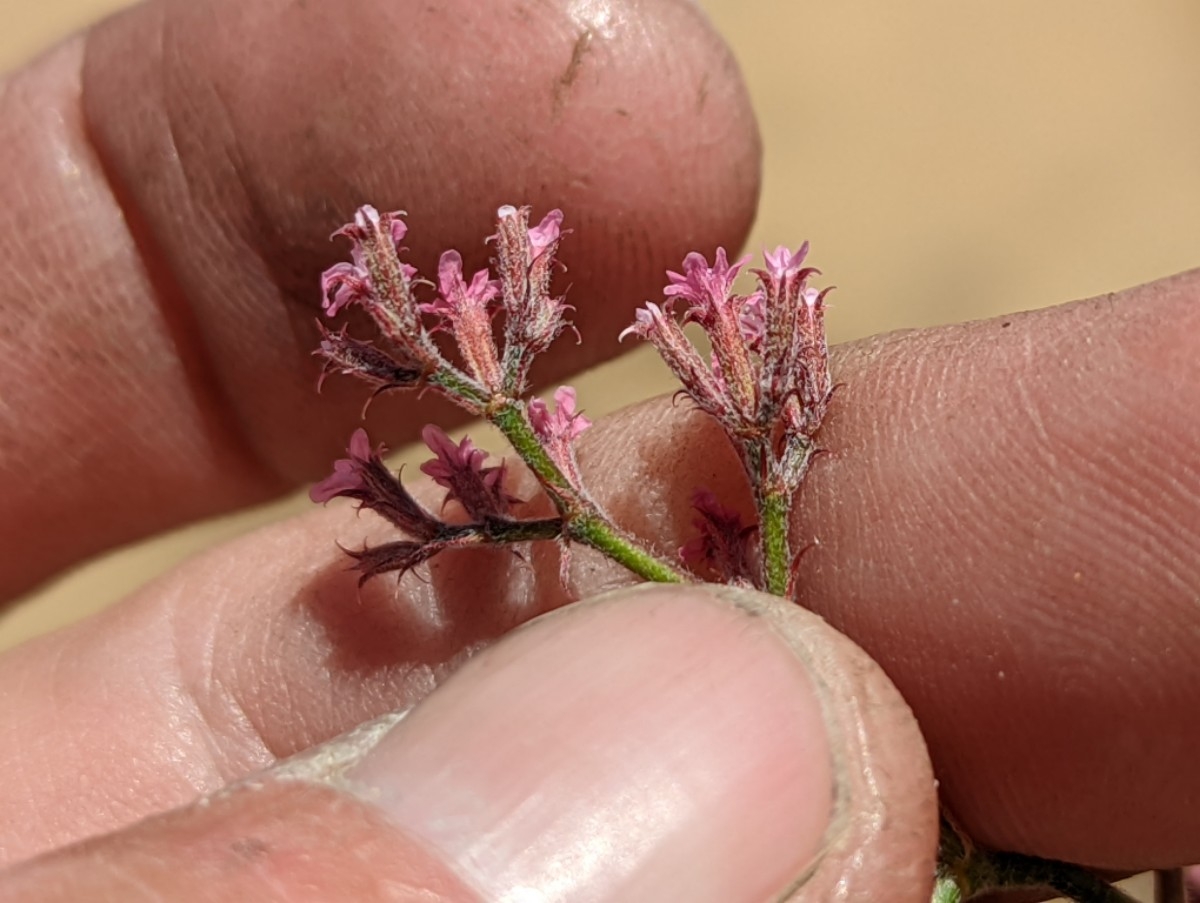 Chorizanthe xanti