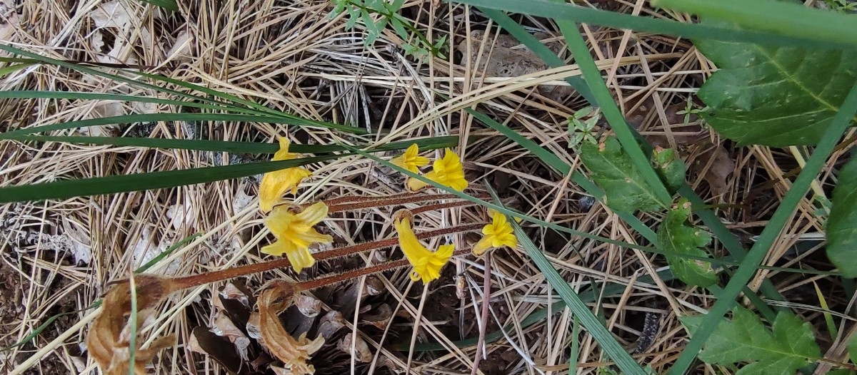 Aphyllon epigalium ssp. epigalium