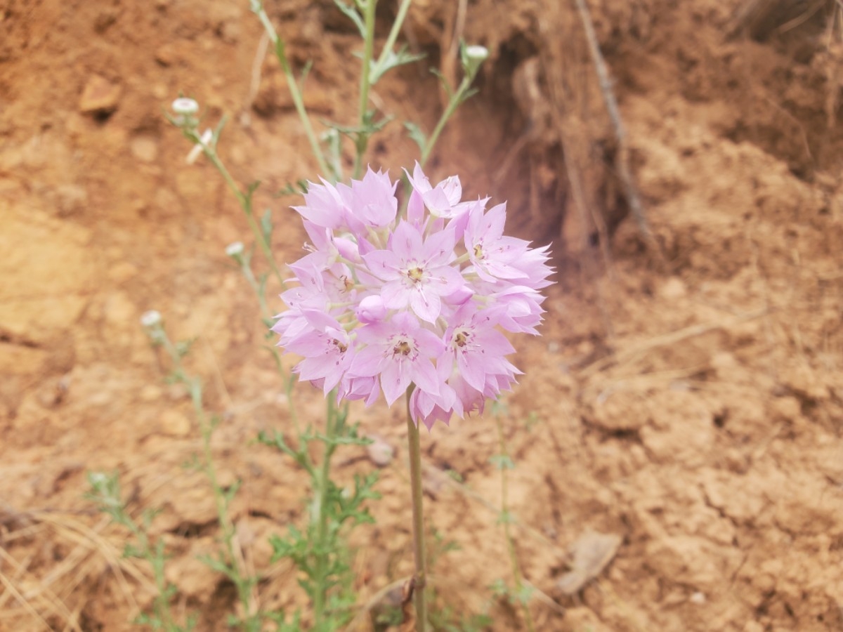 Allium membranaceum