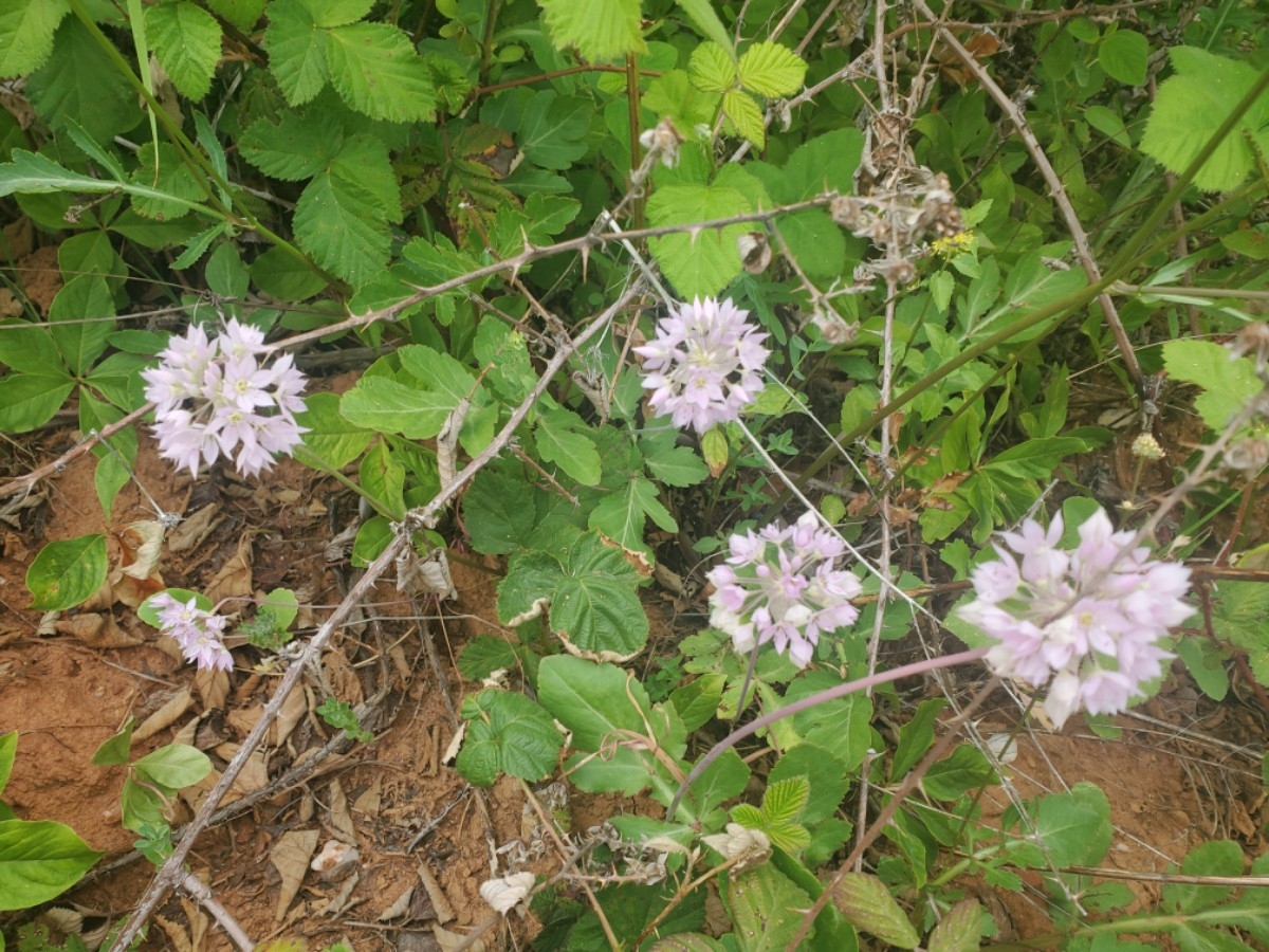 Allium membranaceum