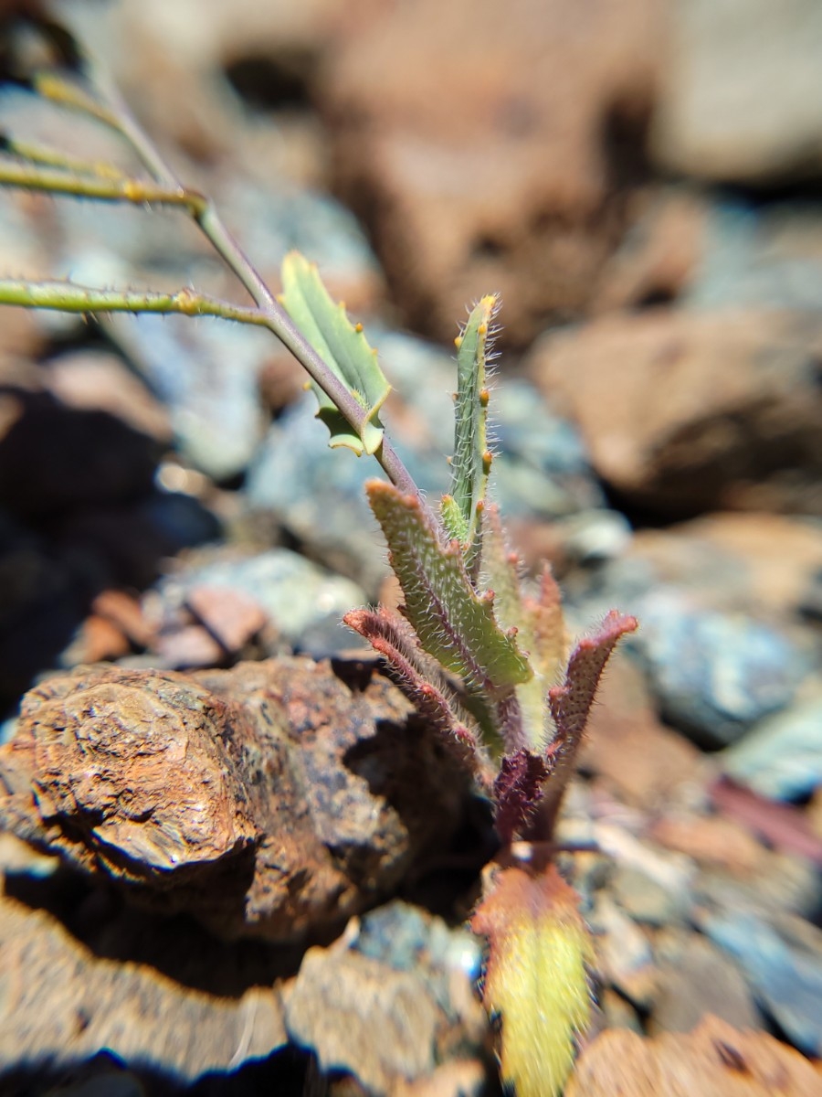 Streptanthus glandulosus ssp. pulchellus