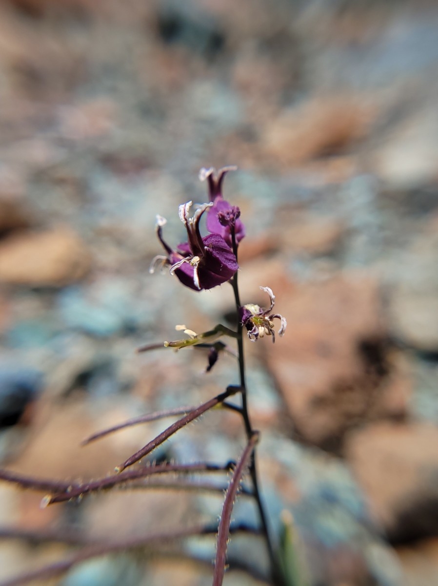 Streptanthus glandulosus ssp. pulchellus