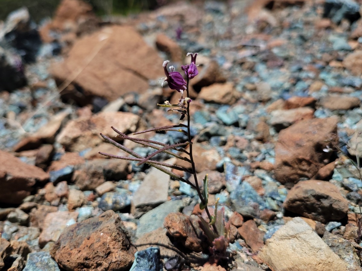 Streptanthus glandulosus ssp. pulchellus