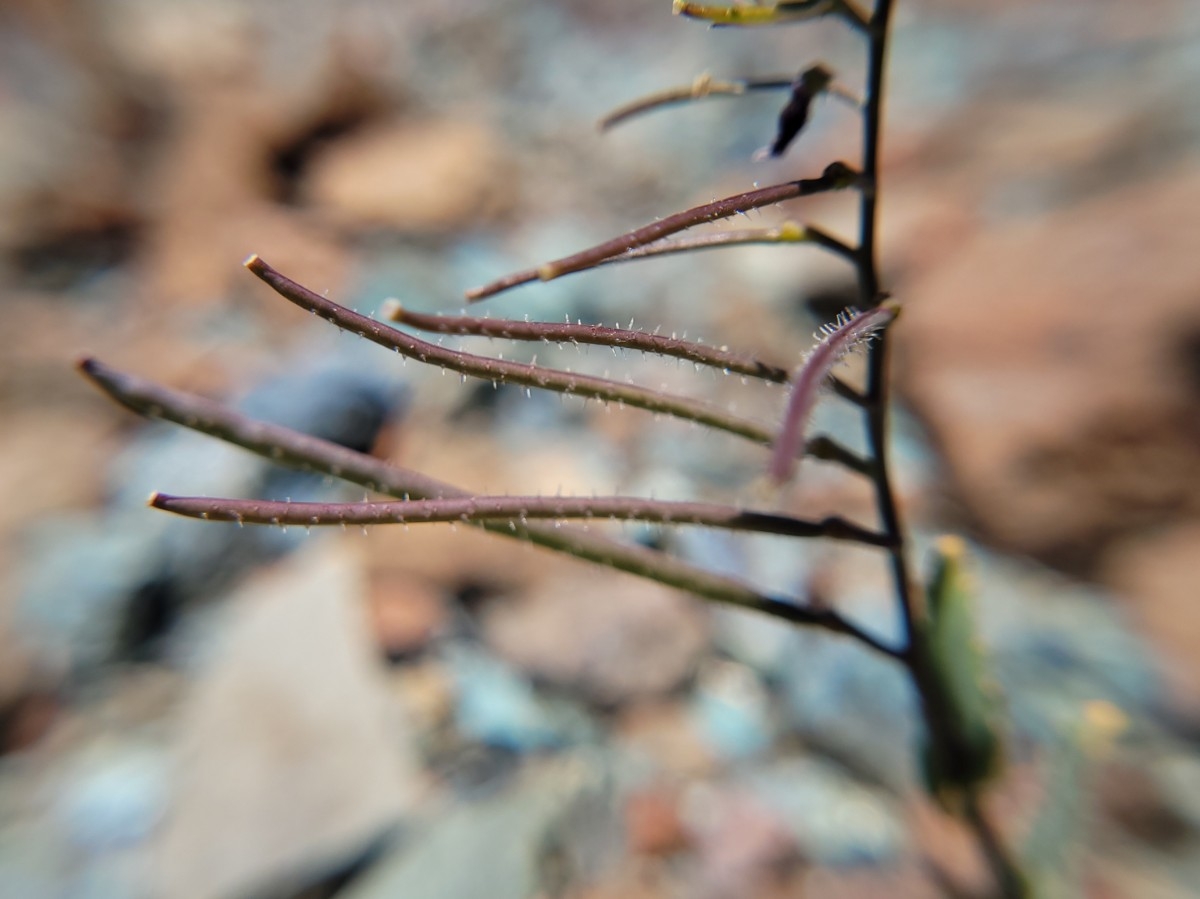 Streptanthus glandulosus ssp. pulchellus