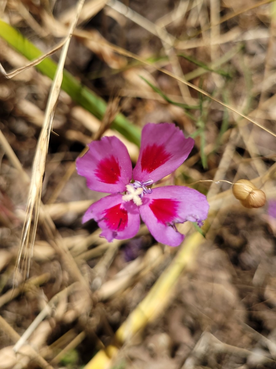 Clarkia amoena ssp. huntiana