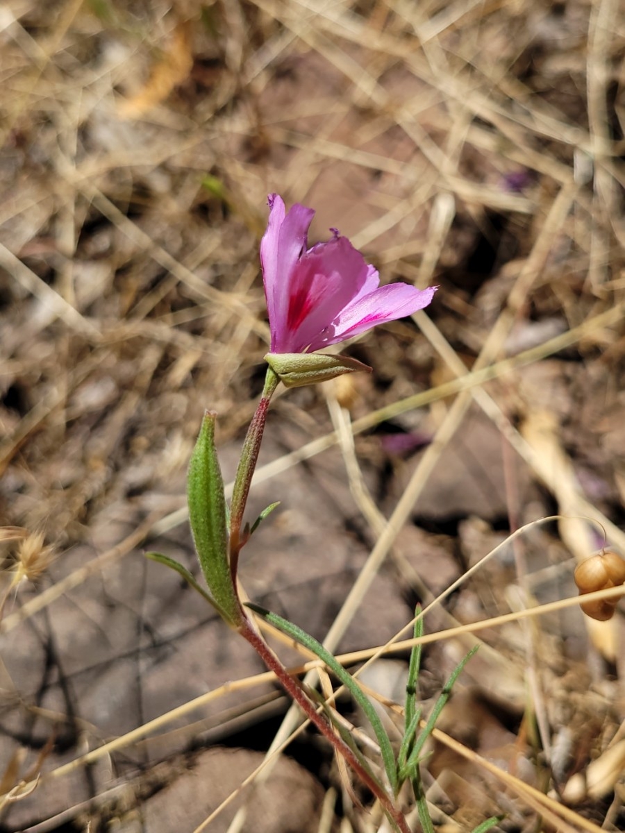 Clarkia amoena ssp. huntiana