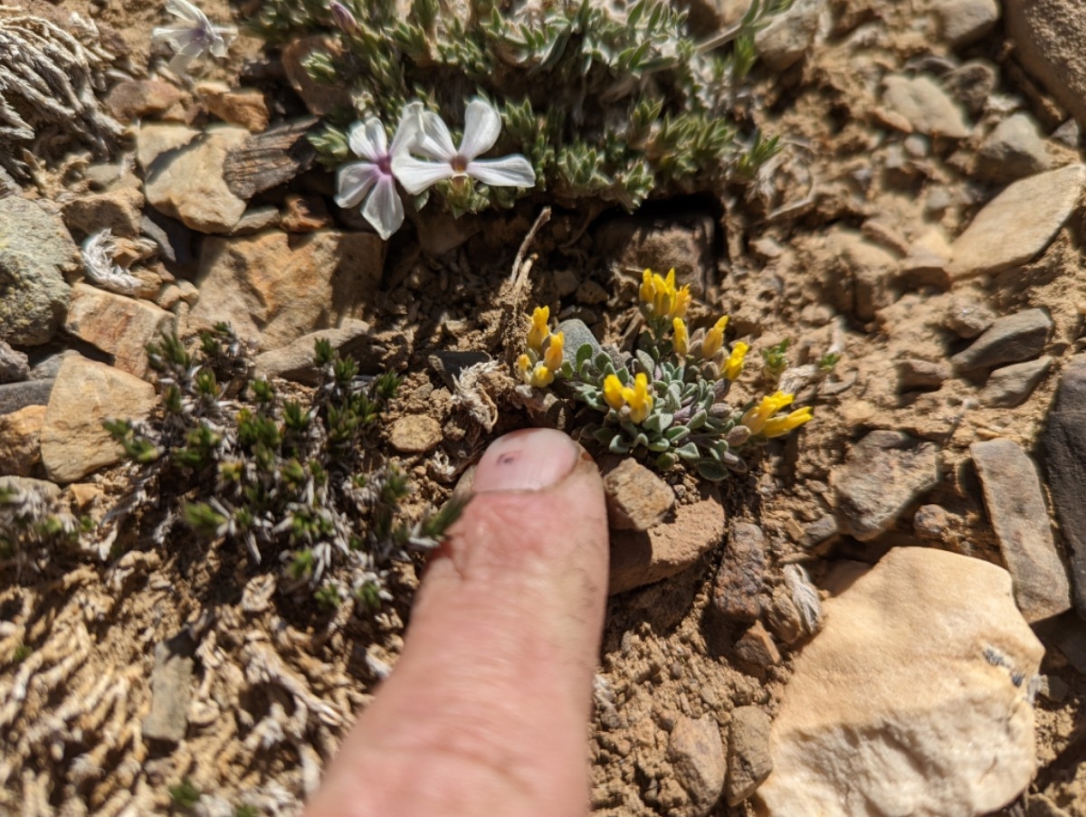 Physaria kingii ssp. kingii