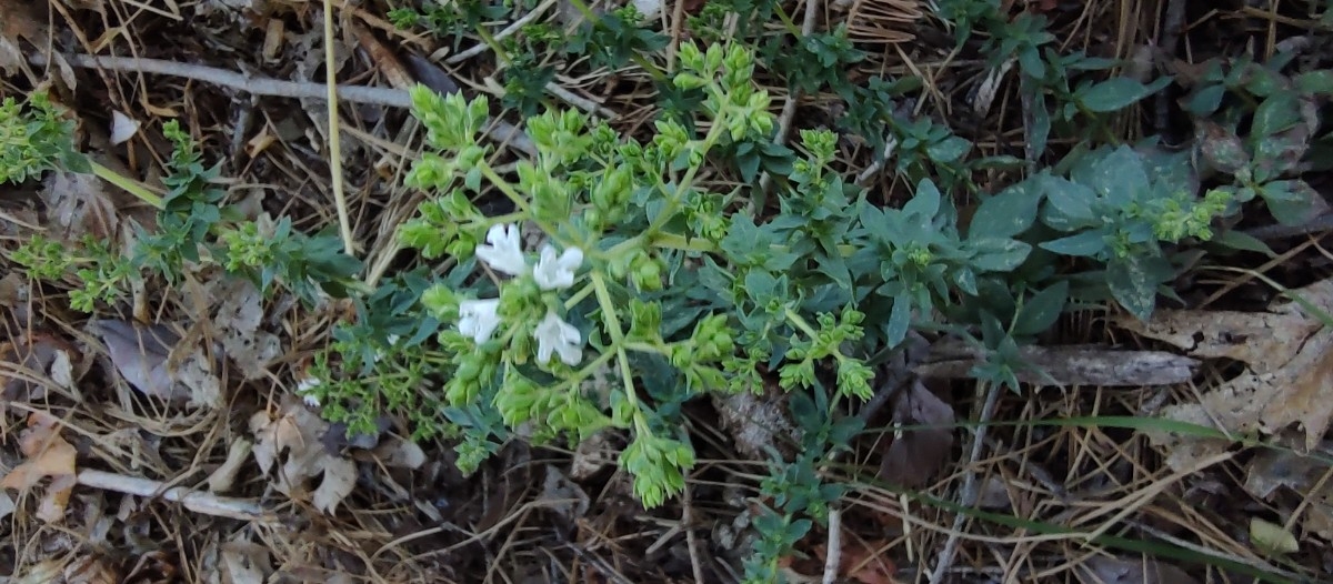 Origanum vulgare ssp. hirtum