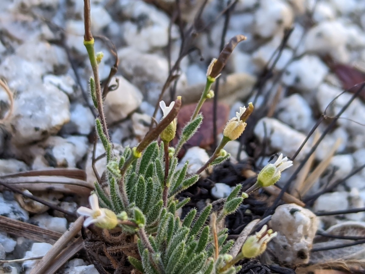 Boechera pygmaea