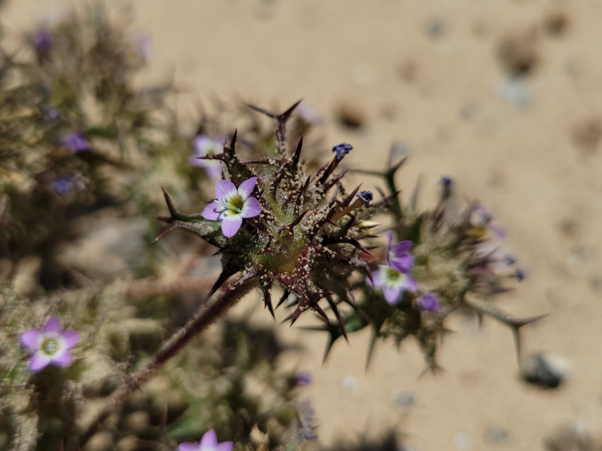 Navarretia hamata ssp. parviloba