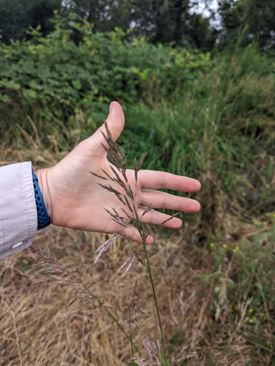 Bromus inermis