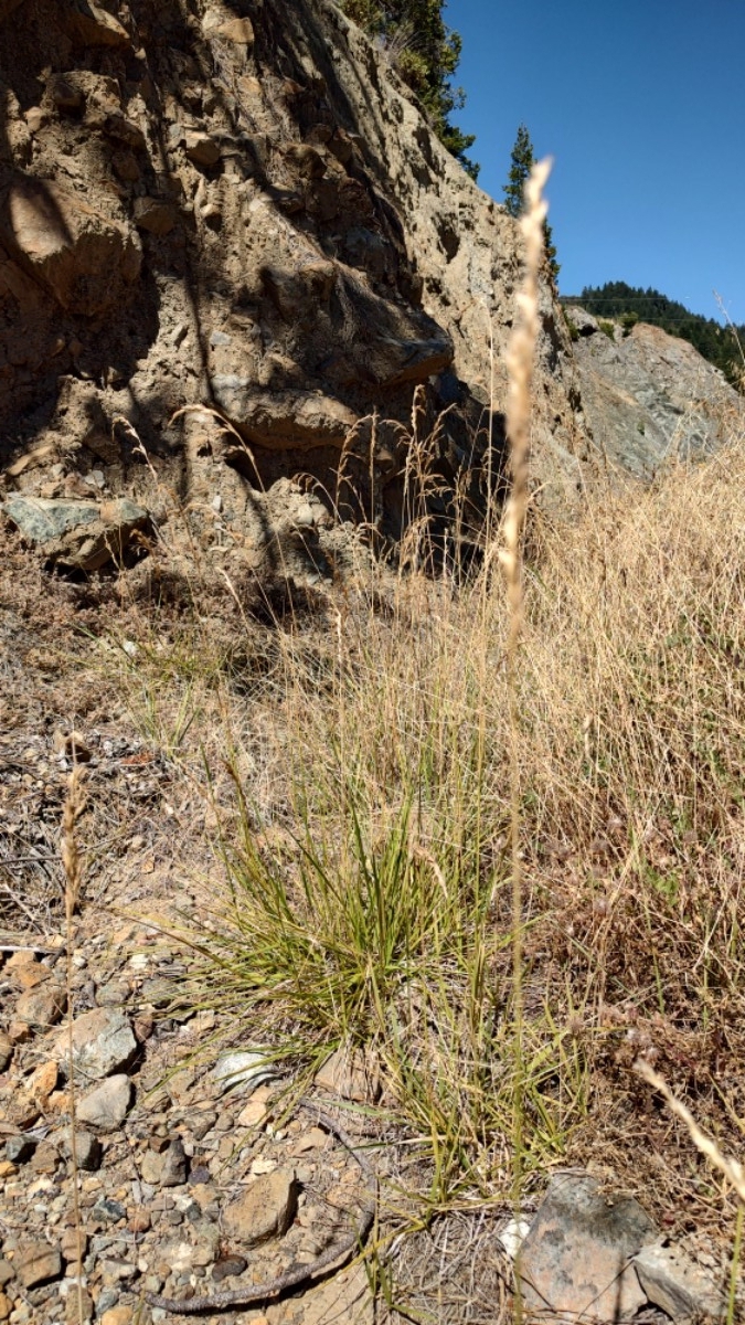 Calamagrostis ophitidis