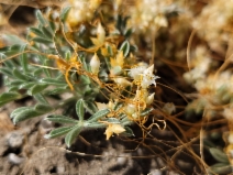 Cuscuta californica var. breviflora