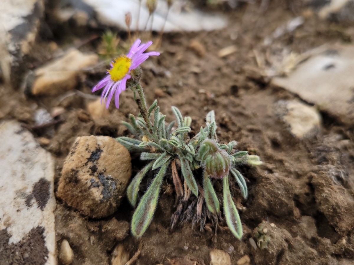 Erigeron clokeyi