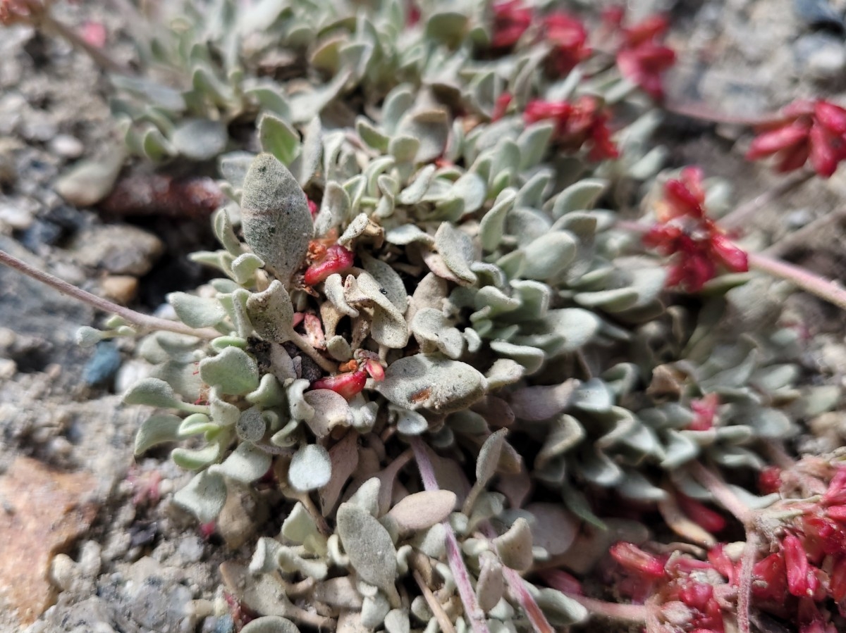 Eriogonum incanum