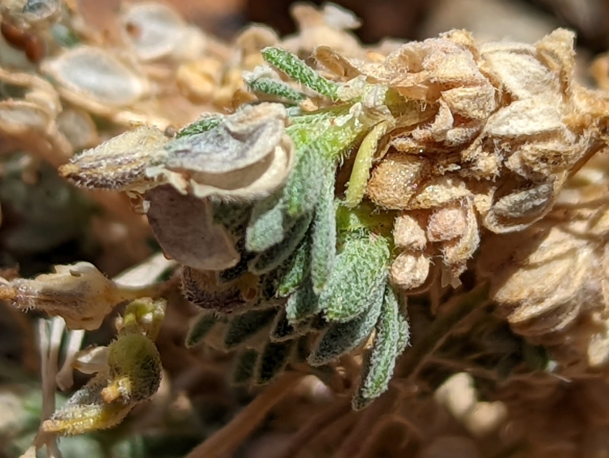 Draba oligosperma