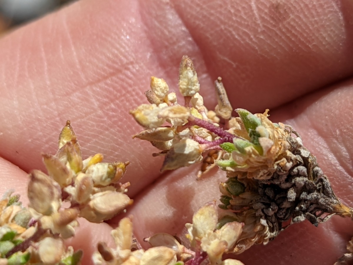 Draba oligosperma