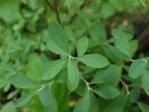 Vaccinium uliginosum ssp. occidentale