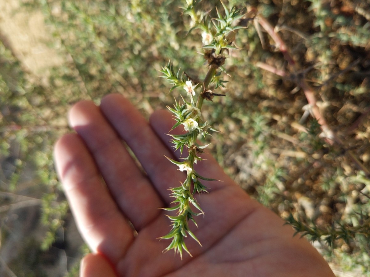 Salsola tragus