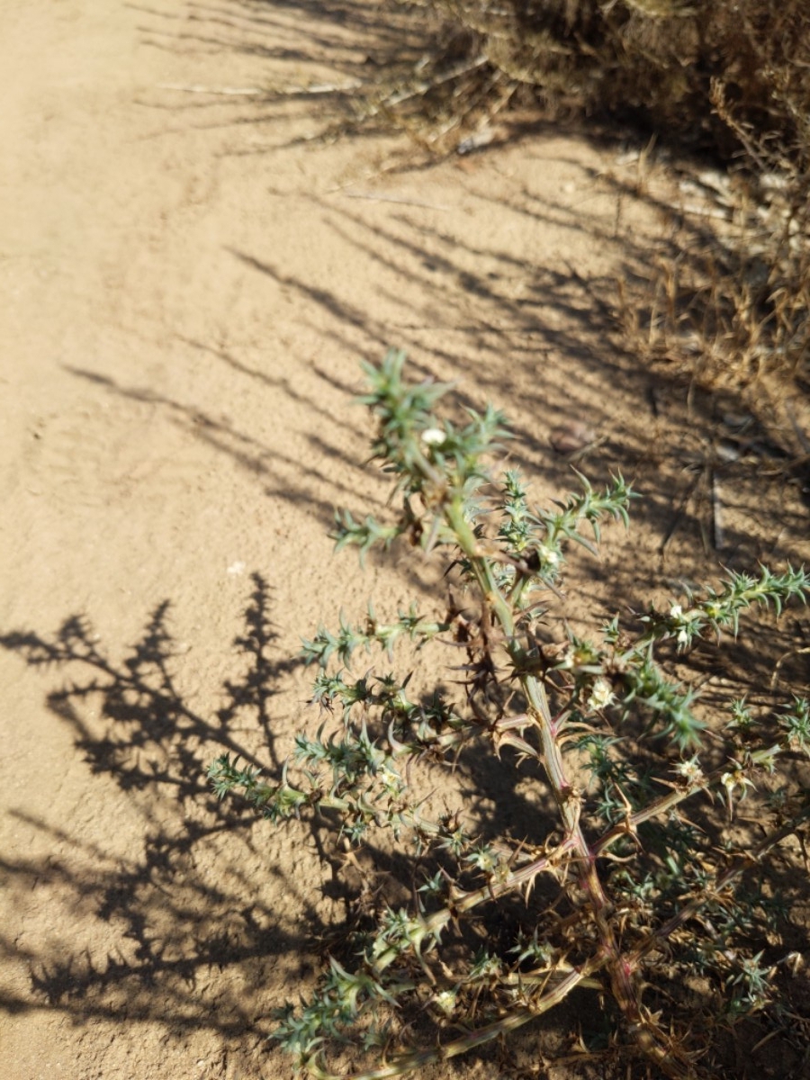 Salsola tragus