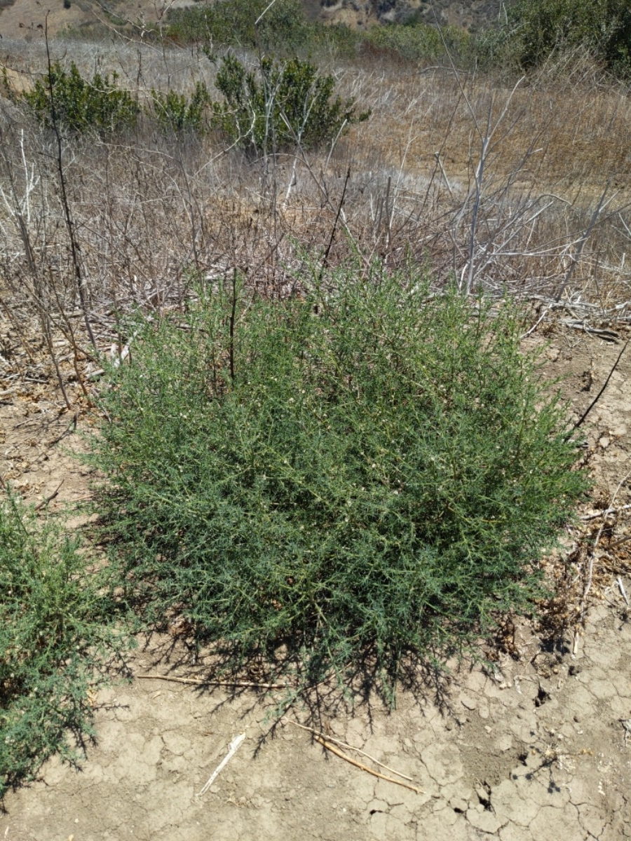 Salsola kali