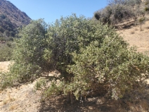 Quercus alvordiana