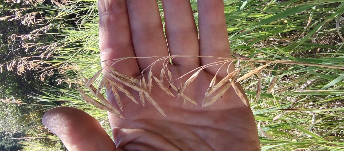 Bromus inermis