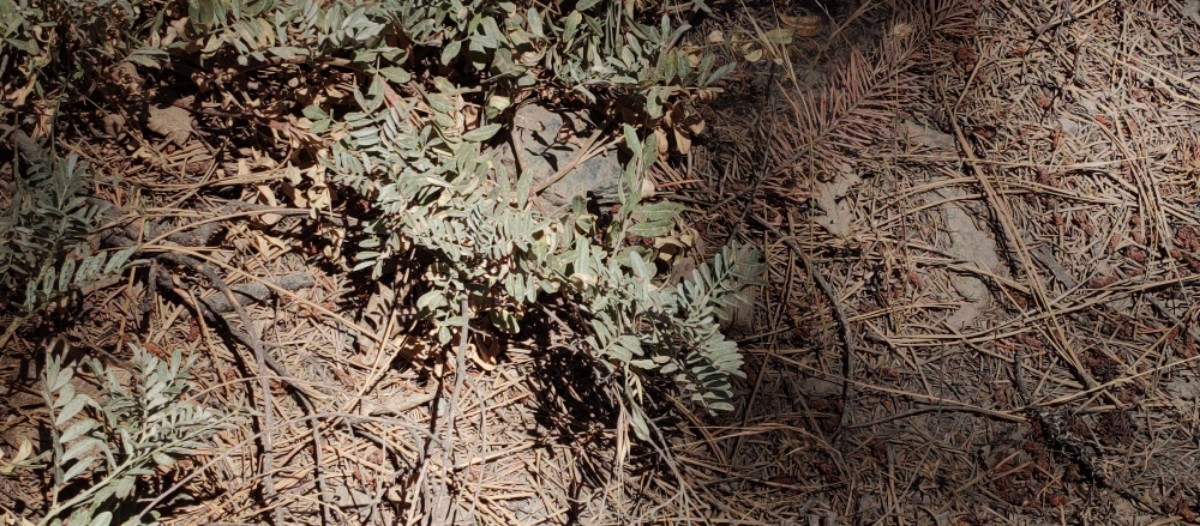 Astragalus webberi