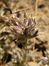 Cordylanthus pilosus ssp. pilosus