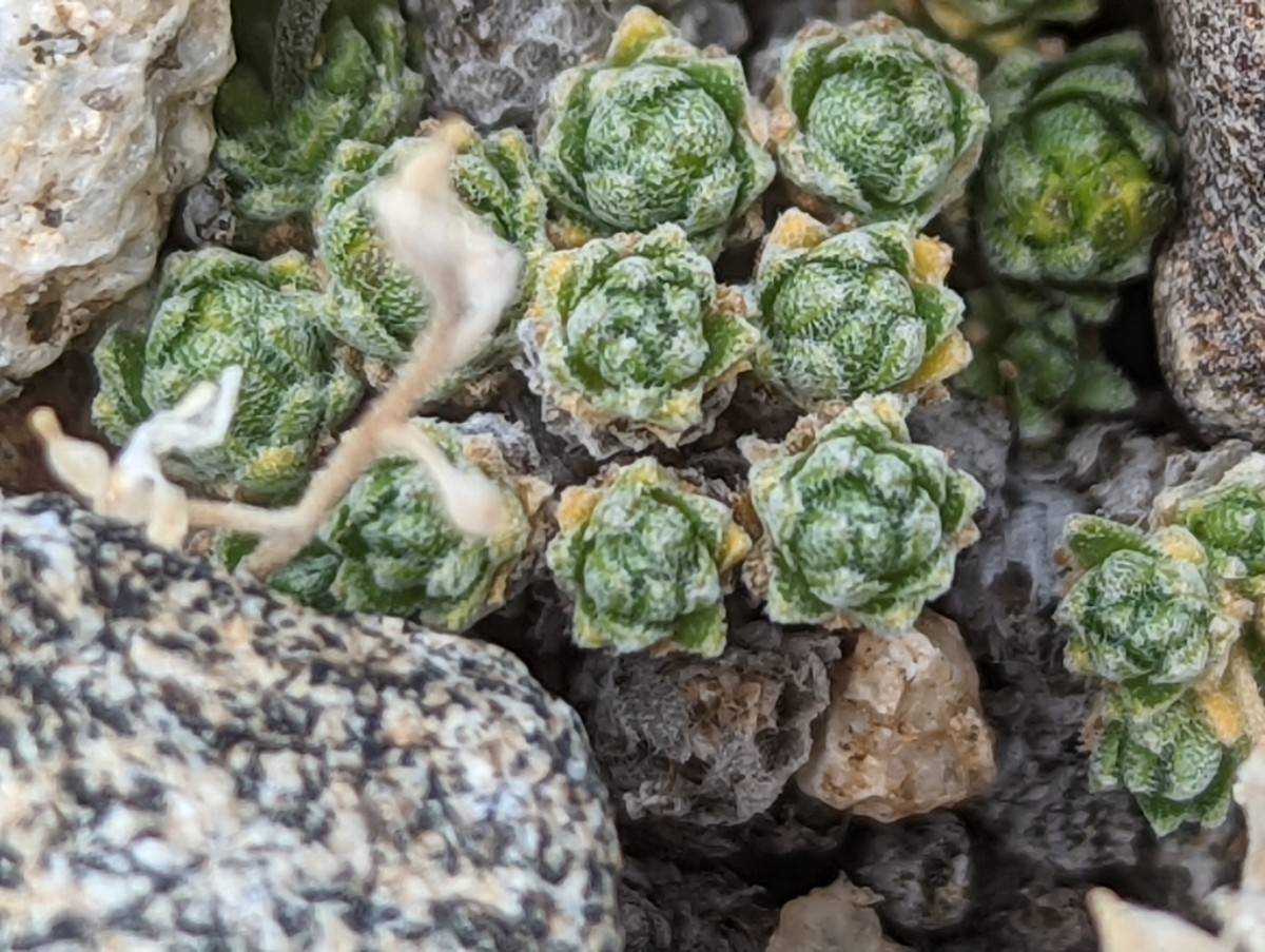 Draba oligosperma