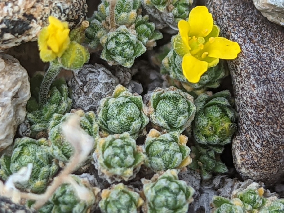 Draba oligosperma